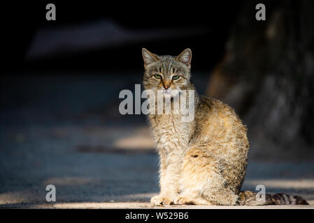 Portrait de sans-abri avec cat look expressif et l'émotion font face. Banque D'Images