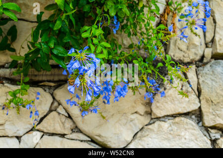 Belles fleurs bleu de plus en plus d'un mur de pierre de craie blanche rock Banque D'Images