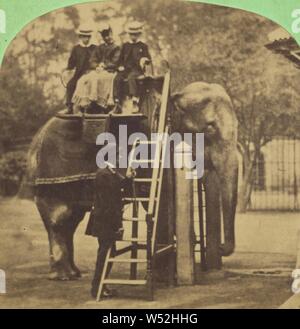 L'éléphant indien. Elephas indicus., inconnu, vers 1860, à l'albumine argentique Banque D'Images