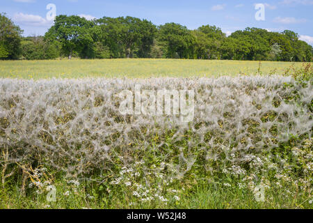 D'épaisseur fait par la chenille de l'hyponomeute du pommier sur une haie d'aubépine au bord de la route à Ipsden, Oxfordshire Banque D'Images