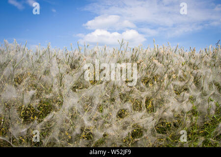 D'épaisseur fait par la chenille de l'hyponomeute du pommier sur une haie d'aubépine au bord de la route à Ipsden, Oxfordshire Banque D'Images