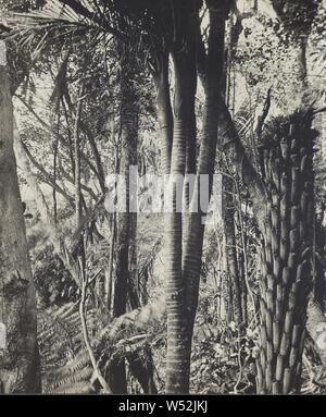 Un très rare monstre de la nature. 4 Un arbre, tête Nikau tête simple est la chose habituelle., James Douglas Richardson (néo-zélandais, 1878 - 1942), janvier 1919, tirage argentique Banque D'Images