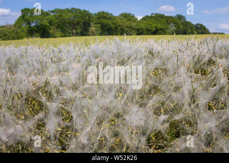 D'épaisseur fait par la chenille de l'hyponomeute du pommier sur une haie d'aubépine au bord de la route à Ipsden, Oxfordshire Banque D'Images