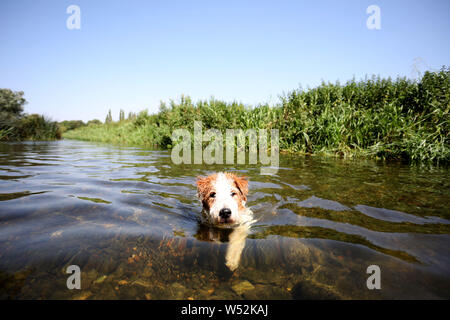 Peterborough (Cambridgeshire, Angleterre. Le 25 juillet, 2019. Percy le fox terrier chien a un bain rafraîchissant dans la rivière Nene sur ce qui pourrait être l'une des journées les plus chaudes jamais enregistrées à Peterborough Cambridgeshire, le 25 juillet 2019 Crédit : Paul Marriott/Alamy Live News Banque D'Images