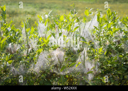 D'épaisseur fait par la chenille de l'hyponomeute du pommier sur une haie d'aubépine au bord de la route à Ipsden, Oxfordshire Banque D'Images