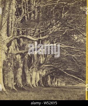 Le Loch Dhu Avenue, Inverary., George Washington Wilson (Scottish, 1823 - 1893), vers 1865, à l'albumine argentique Banque D'Images