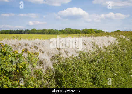 D'épaisseur fait par la chenille de l'hyponomeute du pommier sur une haie d'aubépine au bord de la route à Ipsden, Oxfordshire Banque D'Images