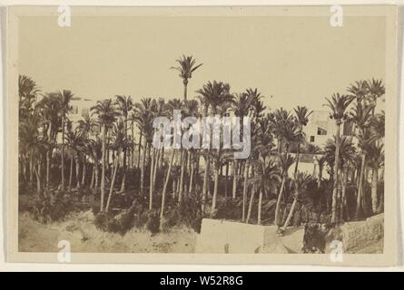 Elche. La ville des palmiers. Le dernier pied des Maures en Espagne., Inconnu, 8 avril 1867, à l'albumine argentique Banque D'Images