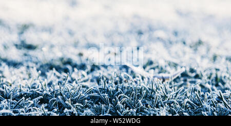 Close-up de l'herbe dans le gel au début de l'hiver et la fin de l'automne au soleil Banque D'Images
