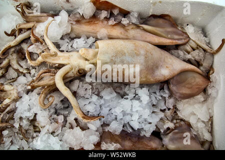 Squid sur le marché en Grèce sont en attente pour les clients. Banque D'Images