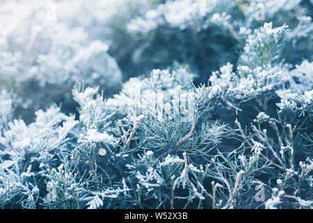 Fond d'hiver. Close-up du sapin dans la neige ou le givre dans la lumière du soleil Banque D'Images