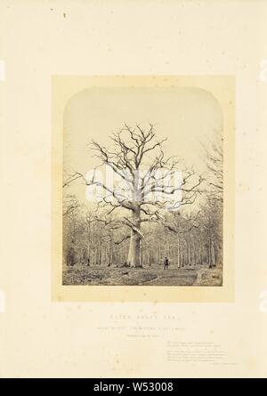 Le Queen Anne's Oak, James Sinclair, 14e comte de Caithness (britannique, 1821 - 1881), William Bambridge (britannique, 1819 - 1879), Londres, Angleterre, 1864, à l'albumine argentique, 28,6 × 23,2 cm (11 1/4 x 9 1/8 in Banque D'Images