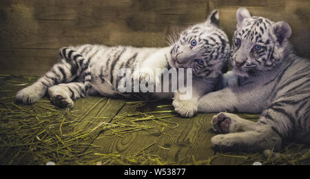 Bebe Tigre Blanc Au Zoo Photo Stock Alamy Bebe Tigre Blanc Au Zoo Photo Stock Alamy