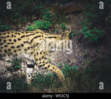 Serval chat sauvage, le Masai Mara est de marcher dans l'herbe Banque D'Images