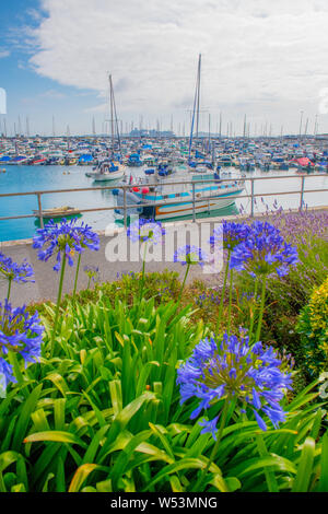 Agapanthus africanus (African lily) avec le QE2 marina sur l'île anglo-normande de Guernesey. Banque D'Images