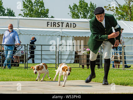 Fête de la chasse, de Peterborough. Le chasseur avec deux chiens beagle dans le ring d'exposition Banque D'Images