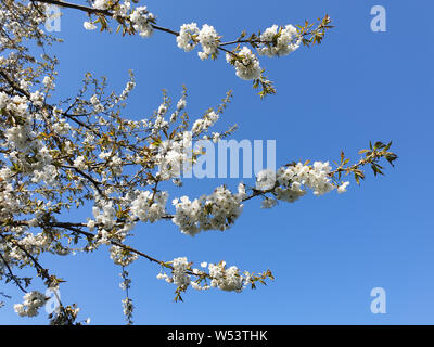 Les fleurs de cerisier blanc sur un cerisier japonais contre ciel bleu clair à Tokyo, Japon Banque D'Images