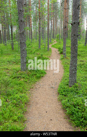 Petit chemin Trail dans des paysages forestiers finlandais Banque D'Images