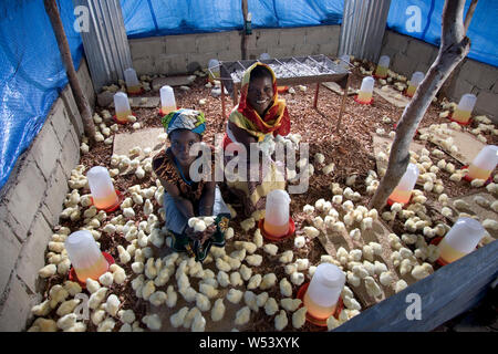 Projet de production locale d'œufs et de poulets dans la communauté des villages, initialement soutenu par la compagnie minière. Produire des fournitures mine et générer des revenus pour les agriculteurs. Banque D'Images