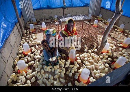 Projet de production locale d'œufs et de poulets dans la communauté des villages, initialement soutenu par la compagnie minière. Produire des fournitures mine et générer des revenus pour les agriculteurs. Banque D'Images