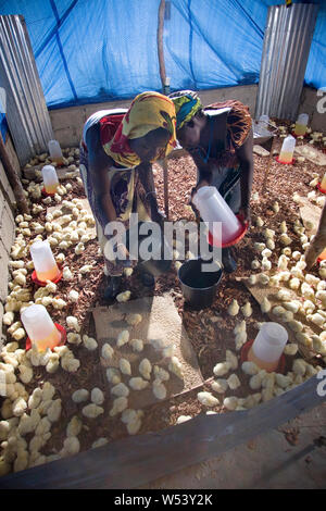 Projet de production locale d'œufs et de poulets dans la communauté des villages, initialement soutenu par la compagnie minière. Produire des fournitures mine et générer des revenus pour les agriculteurs. Banque D'Images