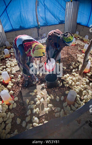 Projet de production locale d'œufs et de poulets dans la communauté des villages, initialement soutenu par la compagnie minière. Produire des fournitures mine et générer des revenus pour les agriculteurs. Banque D'Images