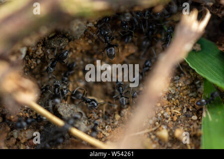 Les fourmis qui travaillent dans l'Herbe de Civitavecchia en Italie Banque D'Images