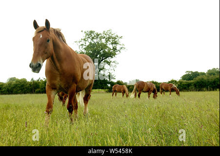 Suffolk Punch chevaux d'itinérance dans un champ Banque D'Images