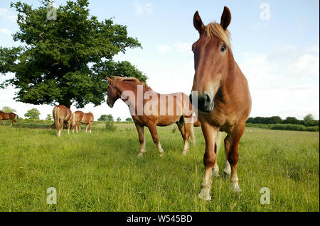 Suffolk Punch chevaux d'itinérance dans un champ Banque D'Images