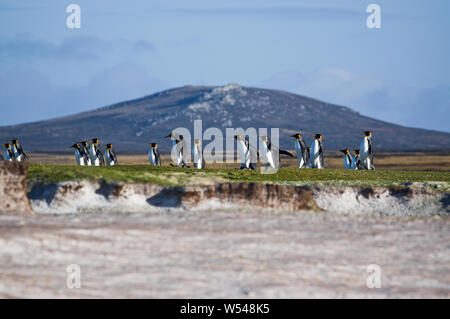 Le manchot royal au centre d'action bénévole Point, East Falkland. Banque D'Images