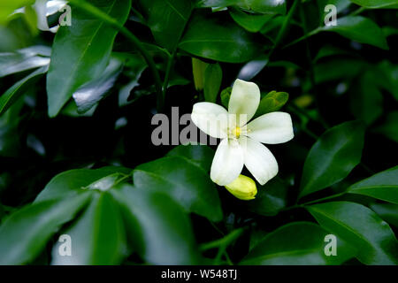 Blooming Jessamine Orang unique entre les branches. Seul Citronnier Andaman sont en fleurs. Seul Murraya paniculata (L.) Banque D'Images