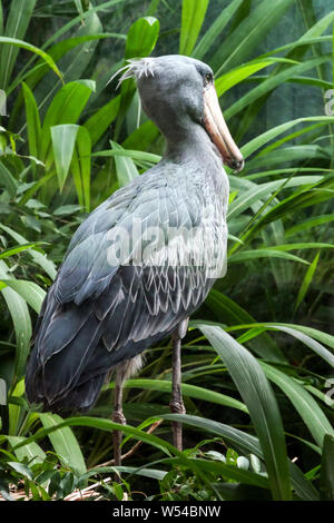 Shoebill, Balaeniceps rex Whalebill cigogne à tête de baleine cigogne à bec de chaussure Banque D'Images