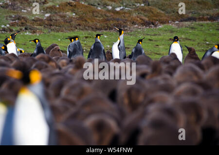 Manchots royaux adultes donnent sur les poussins de la colonie à bénévoles Point, East Falkland. Banque D'Images