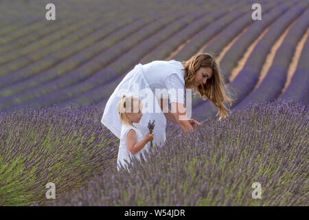 Valensole, France. Avec mère fille en champ de lavande Banque D'Images