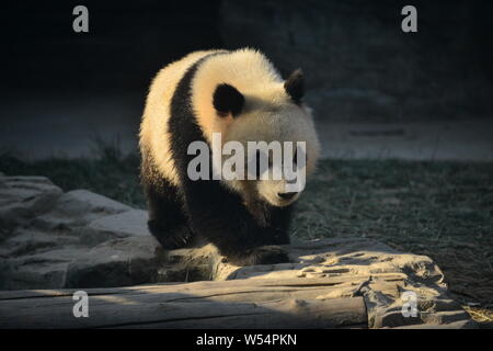 Panda Géant, PangDahai ou nom officiel, ce qui signifie Fuxing Lucky Star, est photographié à la Zoo de Pékin à Beijing, Chine, 2 janvier 2019. Banque D'Images