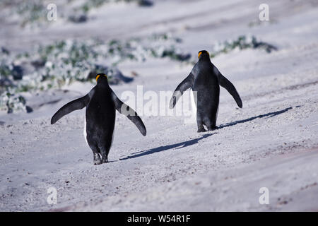 Une paire de manchots royaux marche sur le sable au point de bénévoles. Banque D'Images