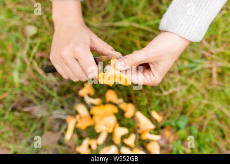 Nettoyage des mains champignons par couteau en forêt Banque D'Images