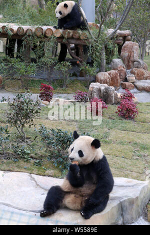 Le panda géant 'twins' et 'Xingfan 269 Shuncheng Avenue' jouer ensemble, car ils rencontrent le public pour la première fois après son installation dans la forêt à Nantong Nantong Banque D'Images