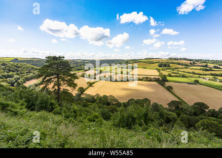 Vue d'été à partir de la colline du Château, donnant sur la vallée de Torridge et champs avec ciel bleu, Great Torrington, Devon, Angleterre. Banque D'Images