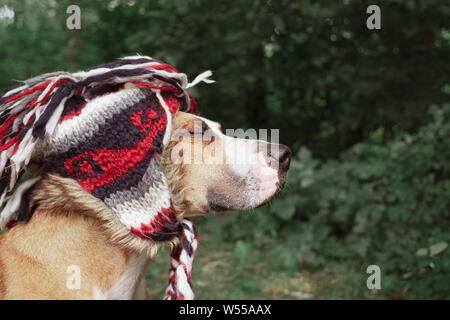 Chien souriant avec les yeux fermés dans un chapeau à l'extérieur. Bonne et paisible Staffordshire terrier portrait dans la forêt Banque D'Images