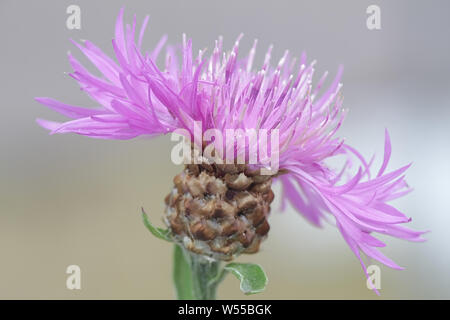 Centaurea jacea, la centaurée jacée, connu aussi sous le nom de Brown radiographiés, la centaurée la centaurée et Hardheads Brownray Banque D'Images