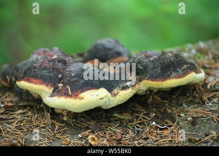 Gloeophyllum odoratum, connu comme le Mazegill Anis et marron, un champignon polypore de Finlande Banque D'Images