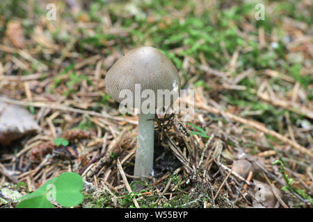 L'Amanita vaginata, communément connu sous le nom de la grisette, de la Finlande aux champignons sauvages Banque D'Images