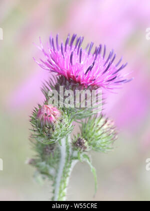 Carduus crispus, le curly plumeless ou chardon chardon couture trépointe, plante sauvage de la Finlande Banque D'Images