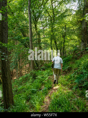 Bois Humbie, East Lothian, Ecosse, Royaume-Uni, le 26 juillet 2019. Météo France : un homme portant un chapeau Panama promenades à l'ombre d'un bois dense pour un pays à pied en été Banque D'Images