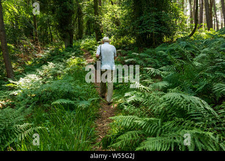 Bois Humbie, East Lothian, Ecosse, Royaume-Uni, le 26 juillet 2019. Météo France : un homme portant un chapeau Panama promenades à l'ombre d'un bois dense pour un pays à pied en été Banque D'Images