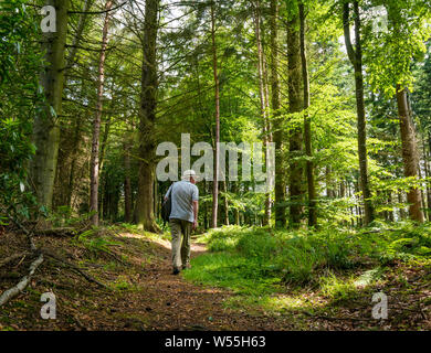 Bois Humbie, East Lothian, Ecosse, Royaume-Uni, le 26 juillet 2019. Météo France : un homme portant un chapeau Panama promenades à l'ombre d'un bois dense pour un pays à pied en été Banque D'Images