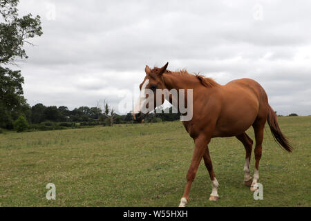 Jeune cheval alezan tournant librement au champ dans le Kent en Angleterre Banque D'Images