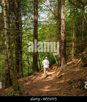 Bois Humbie, East Lothian, Ecosse, Royaume-Uni, le 26 juillet 2019. Météo France : un homme portant un chapeau Panama promenades à l'ombre d'un bois dense pour un pays à pied en été Banque D'Images