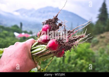 Les radis biologiques, les agriculteurs détiennent récoltés frais légumes radis rouge Banque D'Images